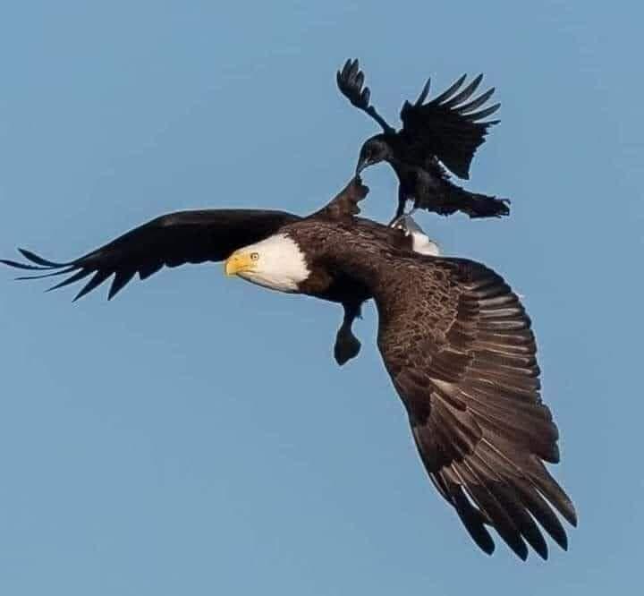 羽量级vs嘴炮,羽量级最强抗击打