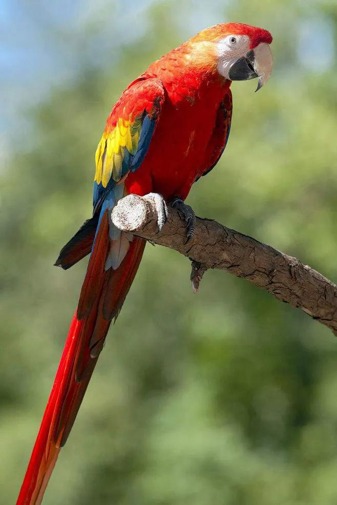 图片欣赏-金刚鹦鹉