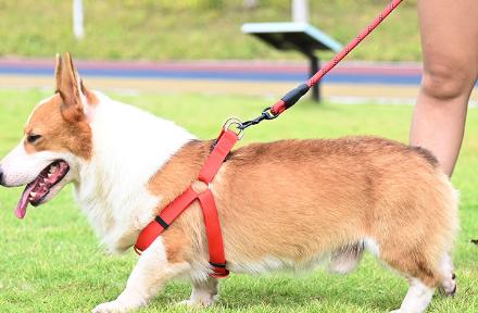 狗狗出门爆冲怎么办,狗狗爆冲