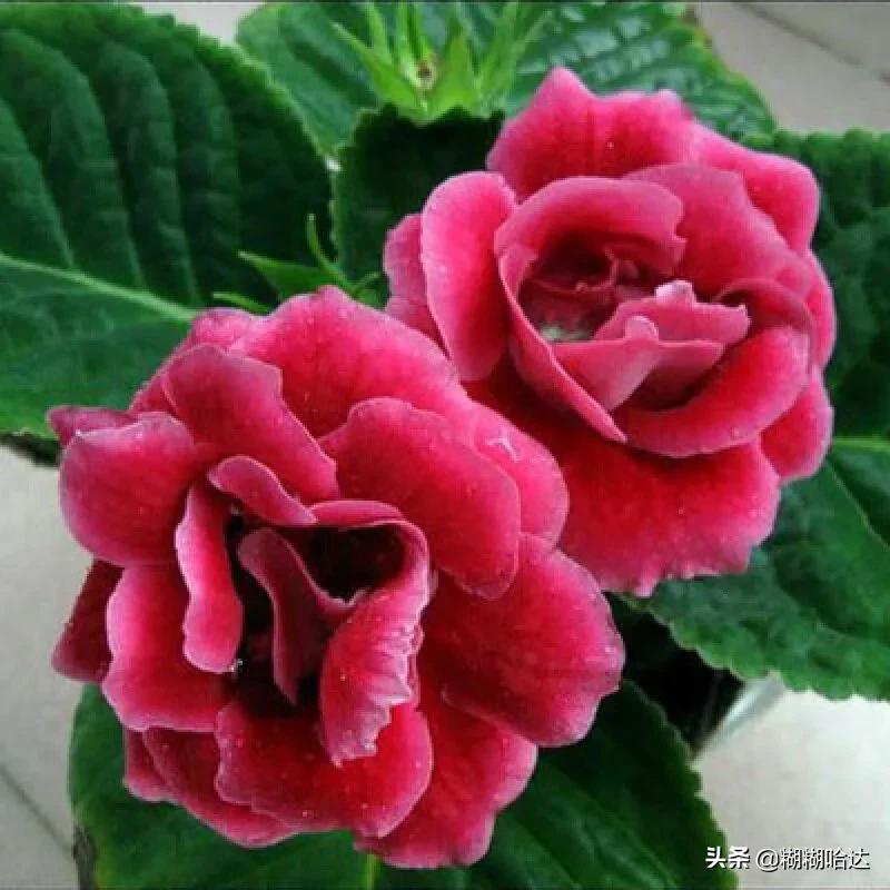 赏心悦目的花朵，风采万千，千姿百态，魅力无限，太美了