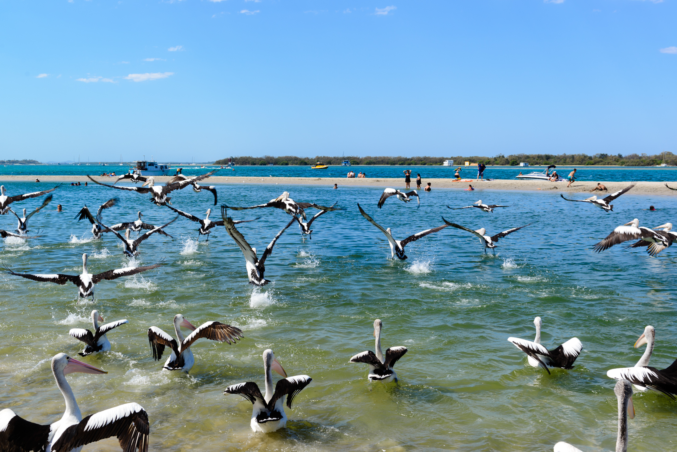 澳洲黄金海岸喂鹈鹕,澳洲海边鹈鹕