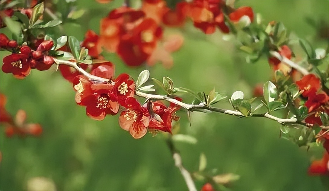 遵节循气|*光春**为礼,花开为信