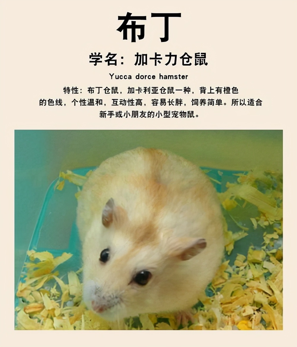 软熊橘橘的仓鼠视频,什么熊仓鼠温顺亲人可以养的