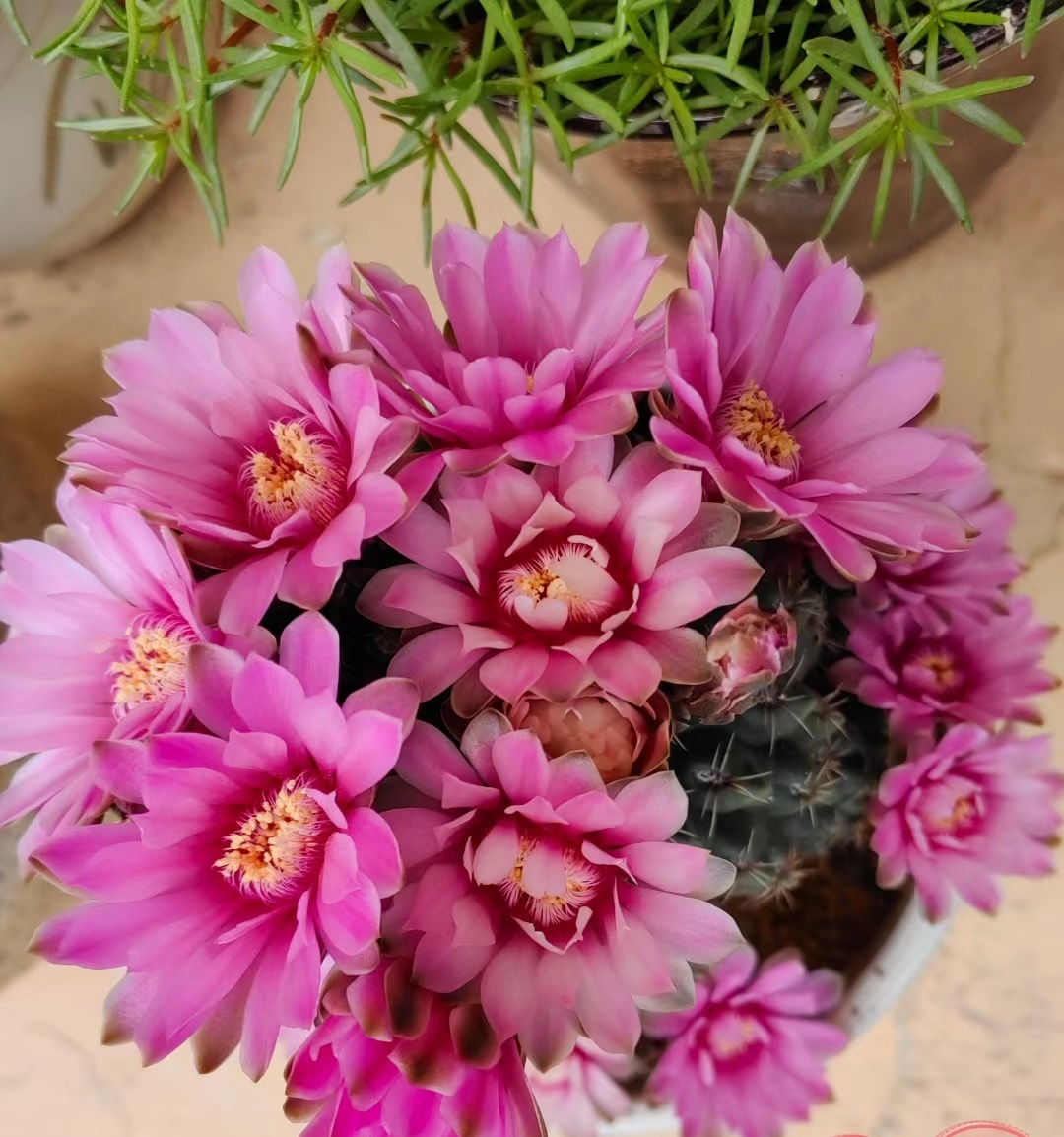 开花勤的仙人球排名,十大最好养的仙人球