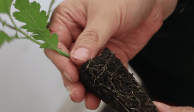 中国十大稀有珍贵菊花品种图片,一年四季开花的菊花有哪些品种