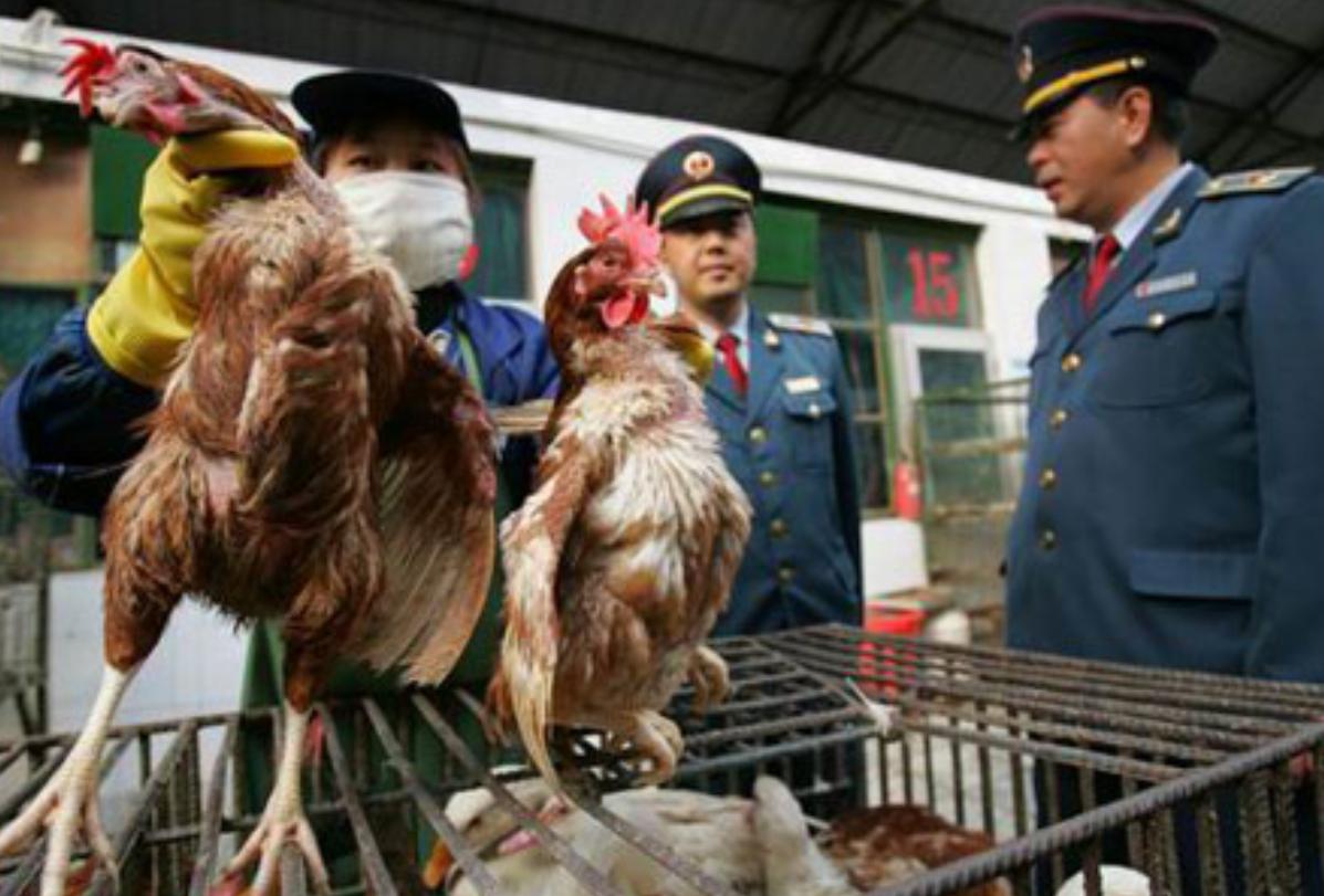 卖家养土鸡违法吗,商家饲养证过期怎么办