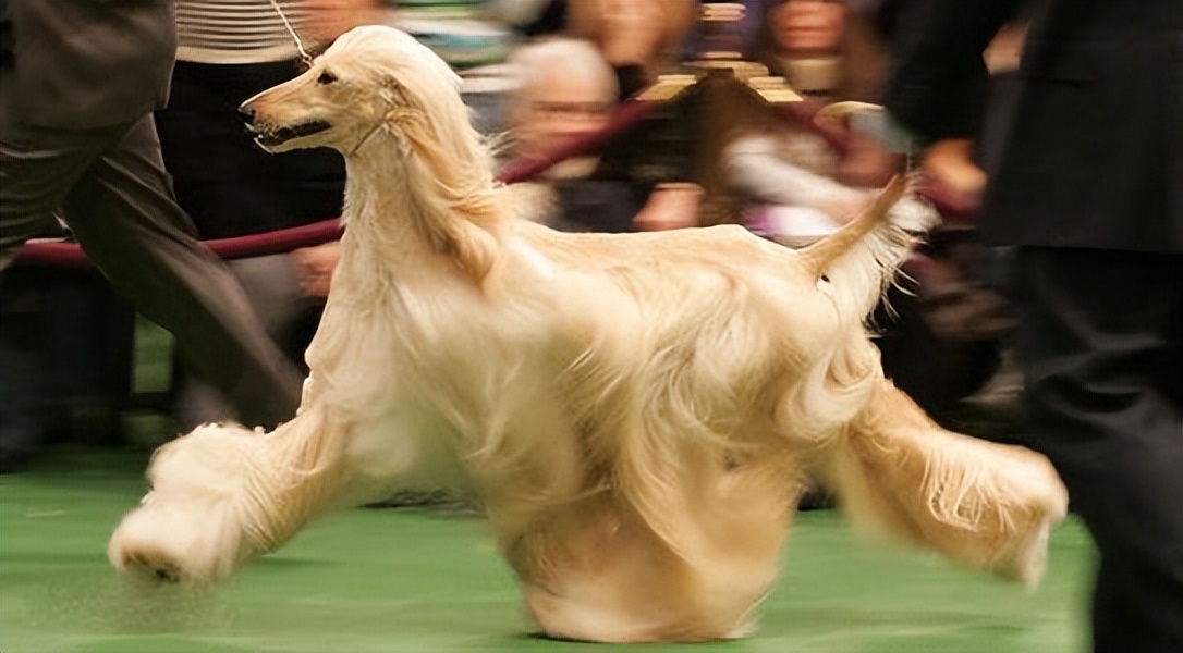 都说猫狗不合是不是真的,为什么狗狗之间没有生殖隔离