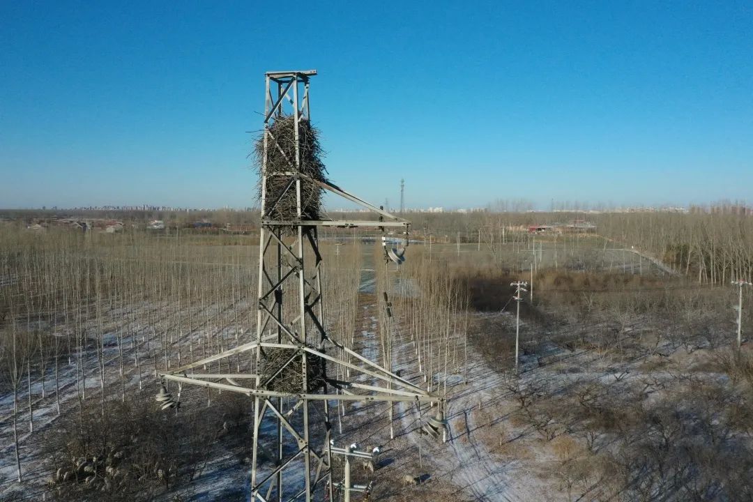 为啥乌鸦不敢招惹喜鹊,喜鹊凶猛