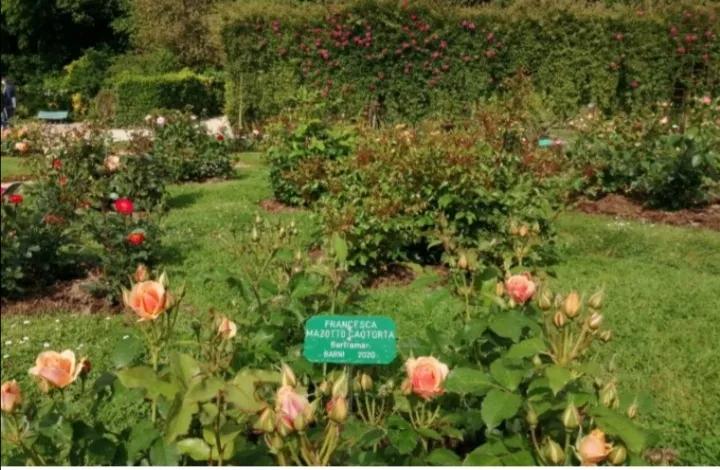 法国玫瑰花园,法国玫瑰花香沐浴露正品