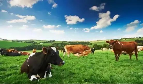 澳大利亚是大洋彼岸国家吗,澳洲历史上被遗忘的国家