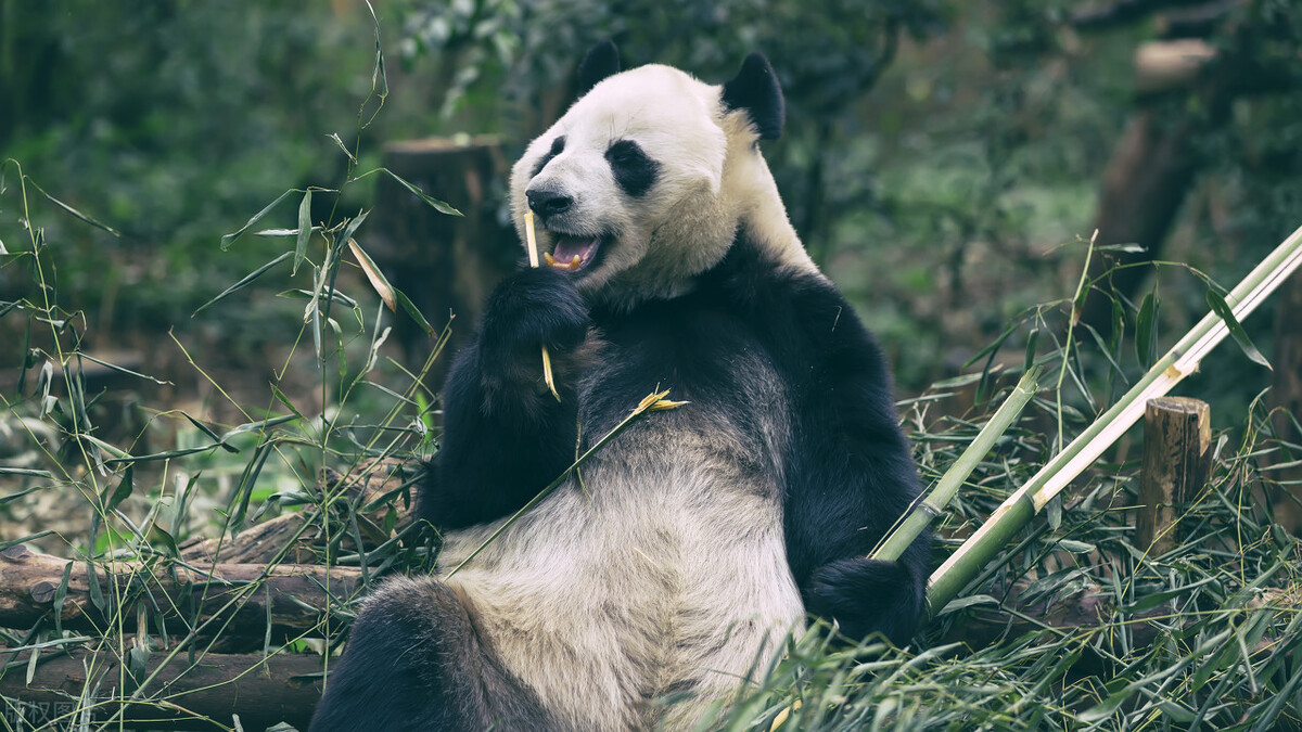 旅日熊猫都要送回来吗,旅日大熊猫过得怎么样