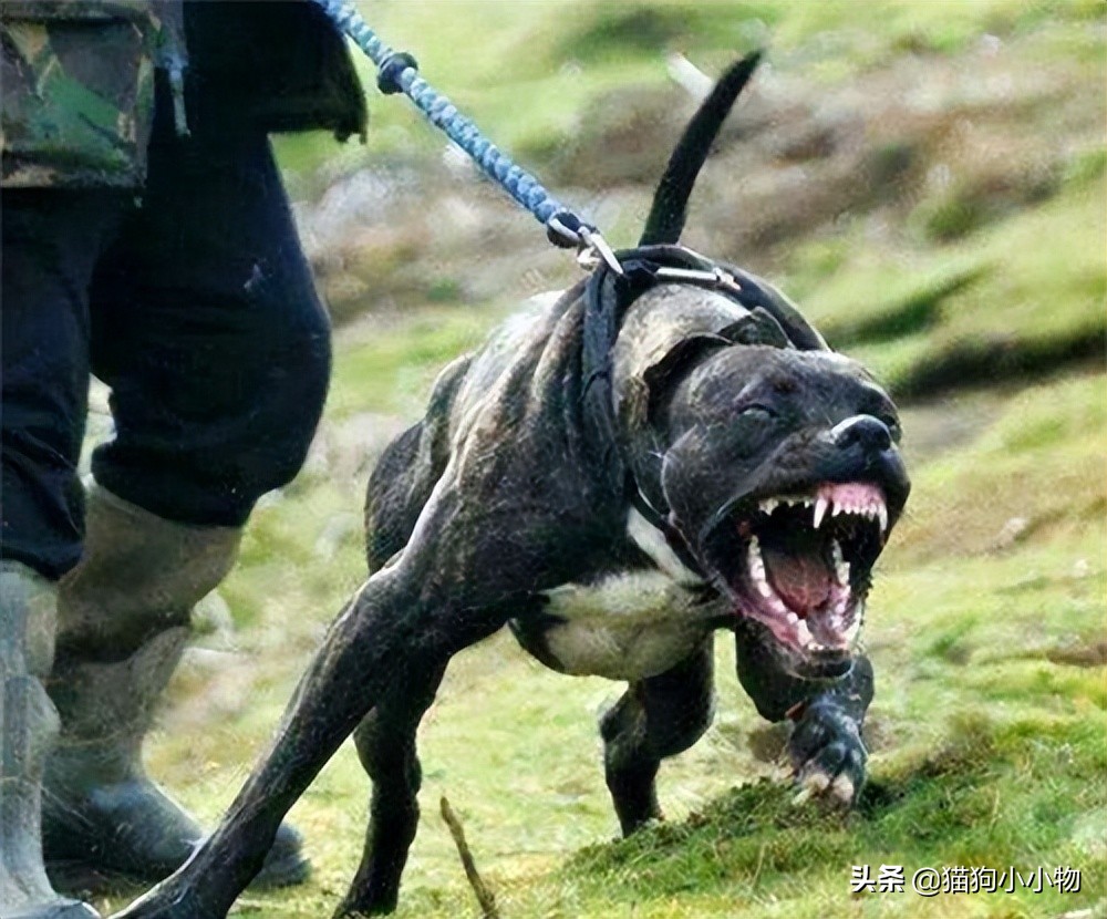 遇恶犬咬人如何救人,路遇恶犬如何救人如何自救