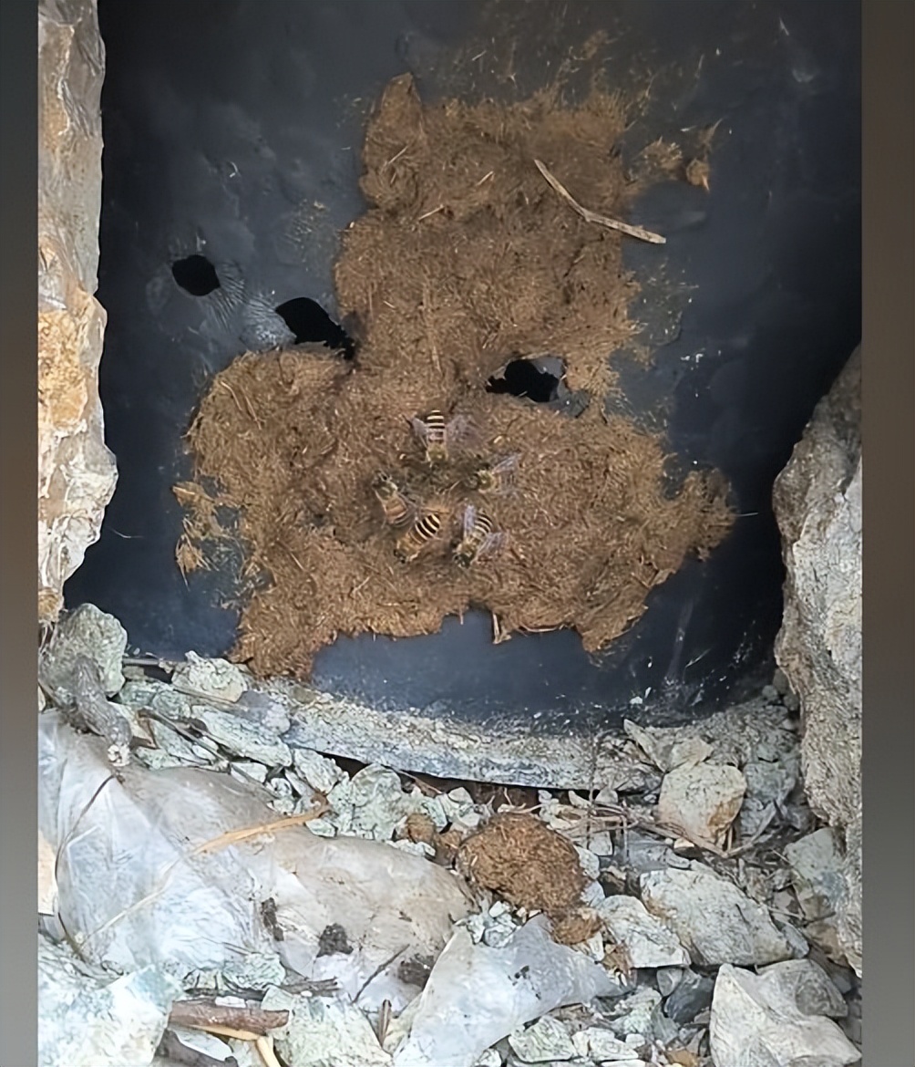 蜜蜂振翅被蛰,男子带狗子近距离观察蜜蜂被蛰