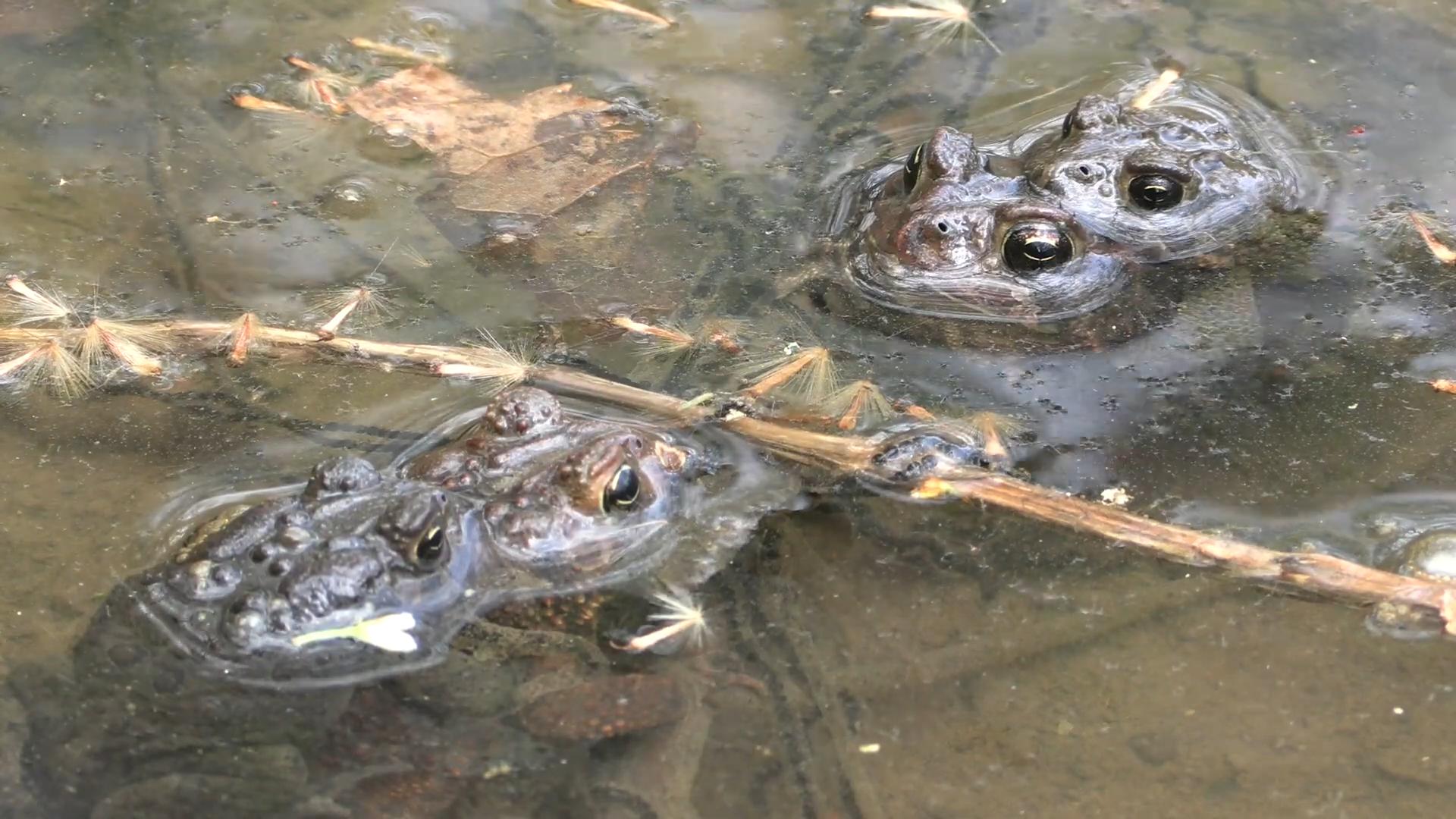 男子钓鱼钓上来个蛤蟆,男子钓到金蟾抱鲫