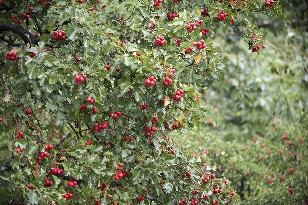 山楂树各阶段病虫害防治技术,山楂树病虫害如何防治