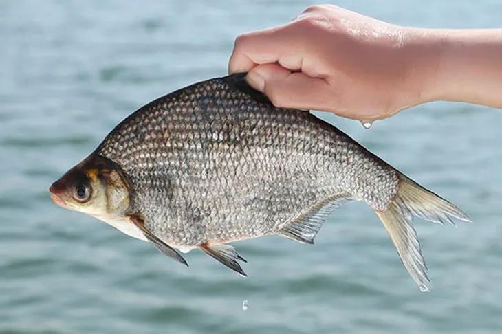 中国常见的淡水鱼全部图片,史上最全的淡水鱼图集