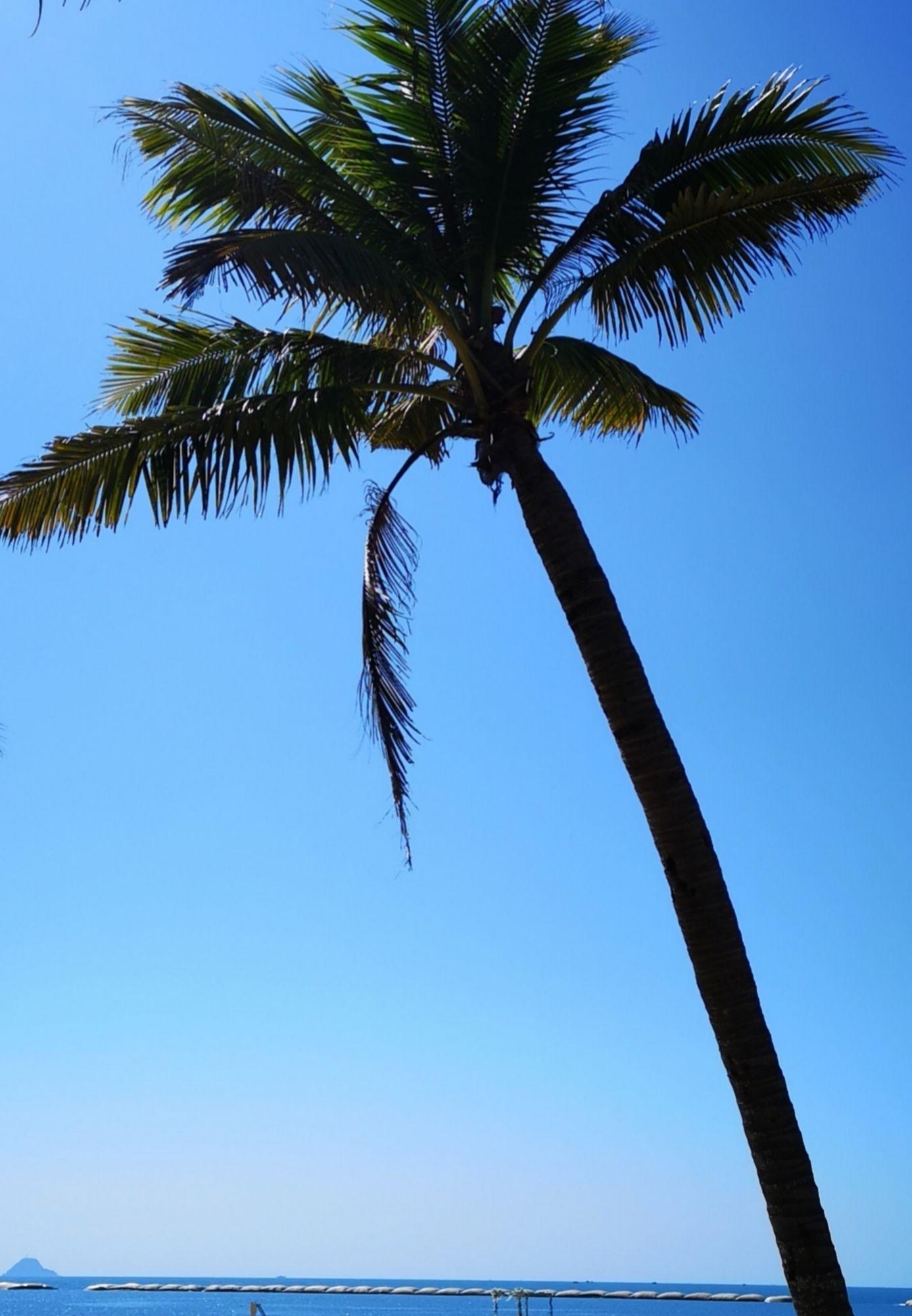 圆梦之园一一我的波波利海岸,下篇