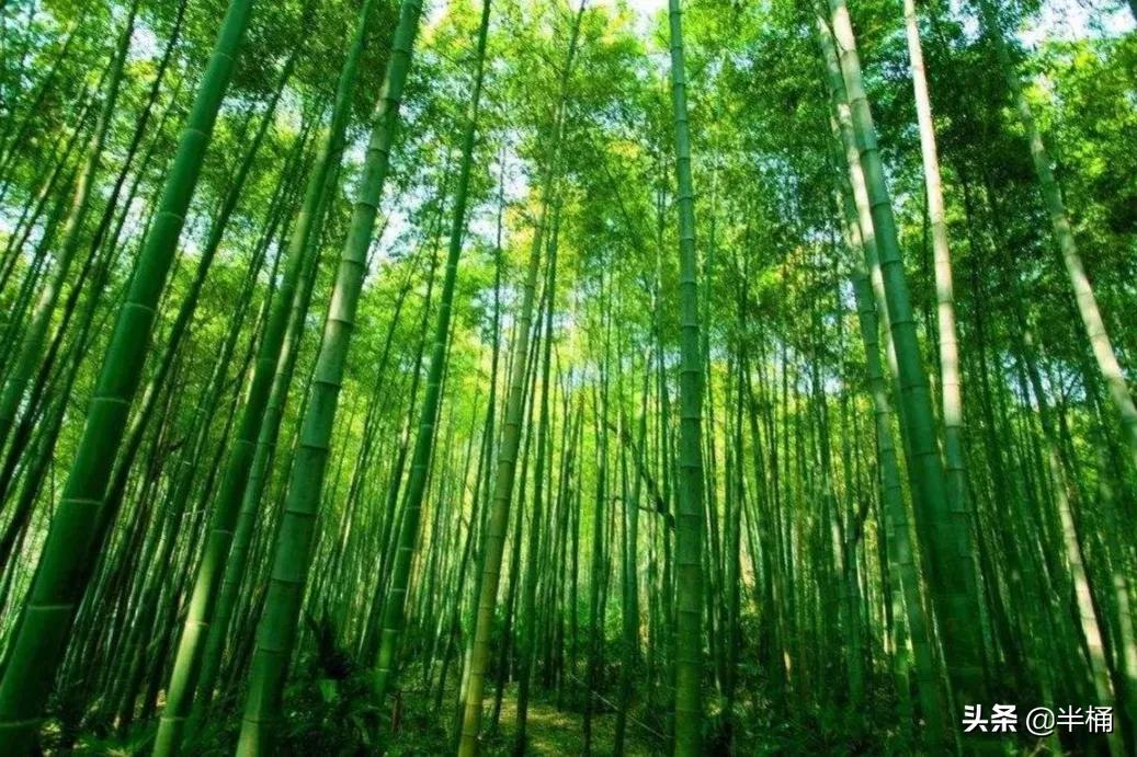 竹子开花马上搬家有这说法吗,竹子开花人要搬家有这种说法吗