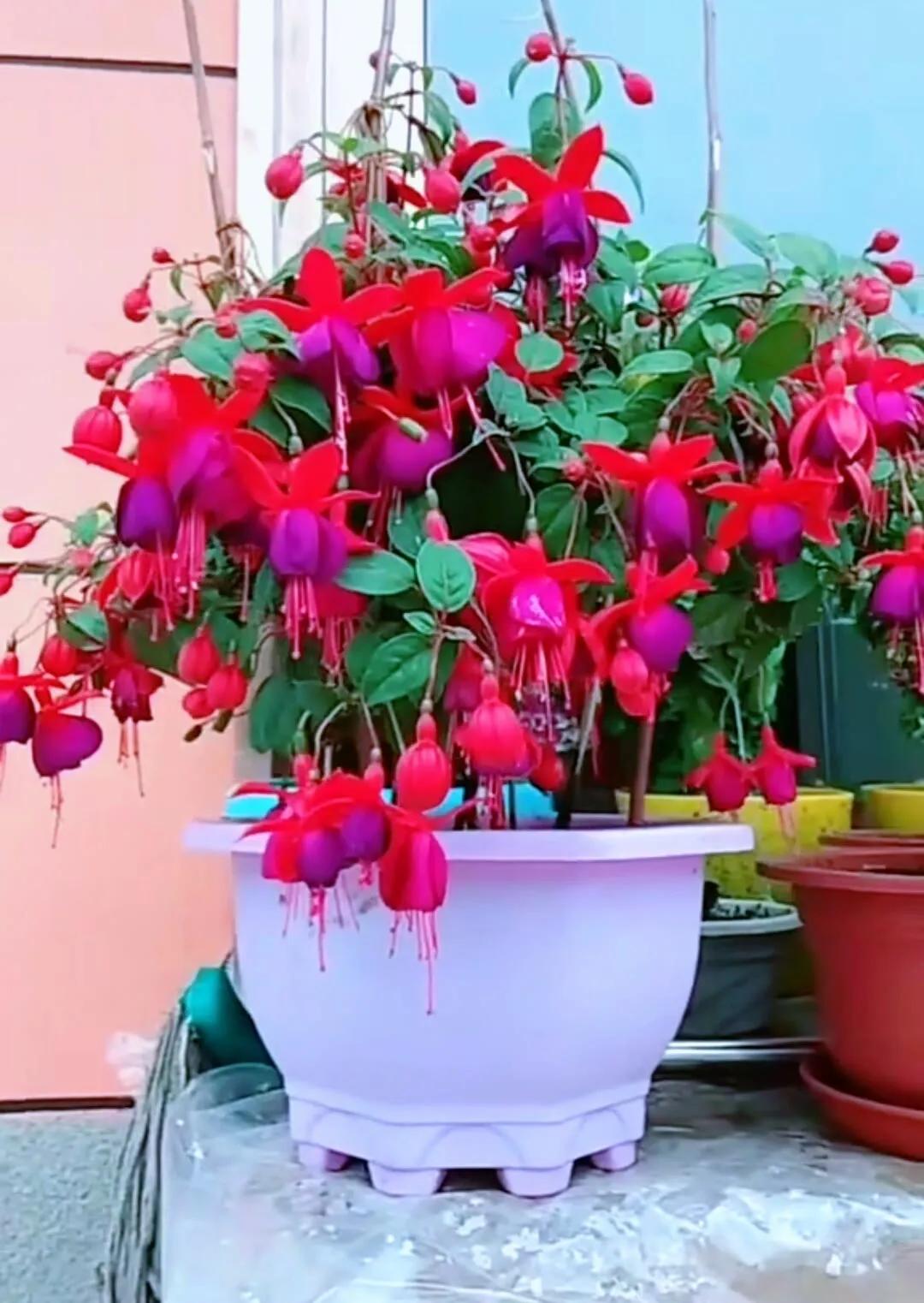 分享精美花朵图片,分享春天的图片大全