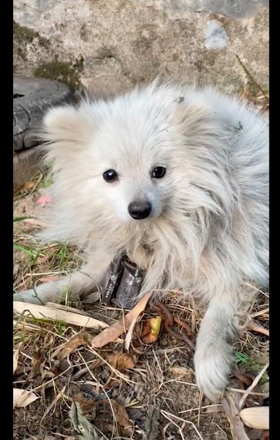 狗狗不听话把它拴起来,狗狗太凶了拴不住要把它关住