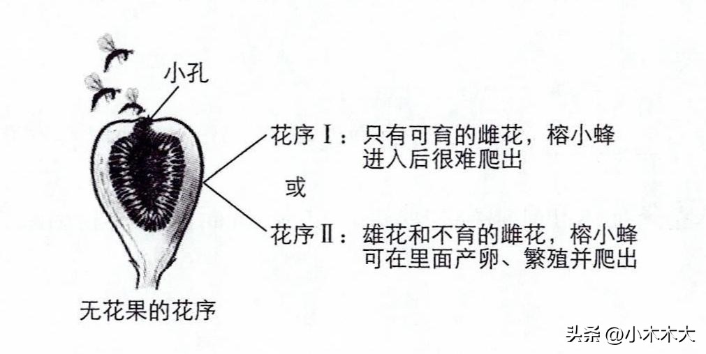 走进果实的世界我发现了什么,走进无花果的世界