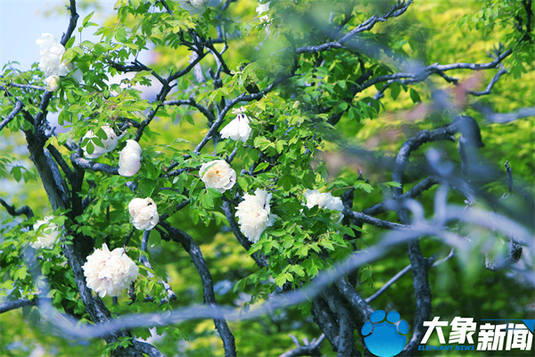 花开时节动京城最美不过洛阳城,四月洛阳美如画千年帝都是花城