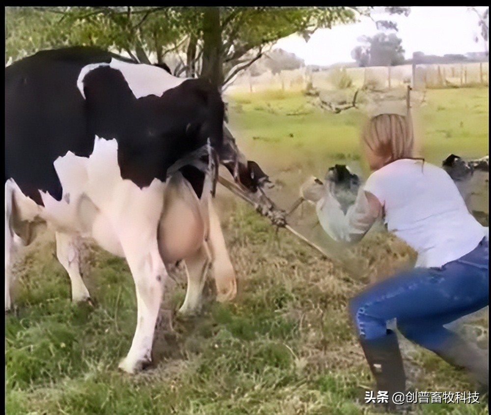 犊牛的生理特点及护理要点,犊牛死亡率高怎么办