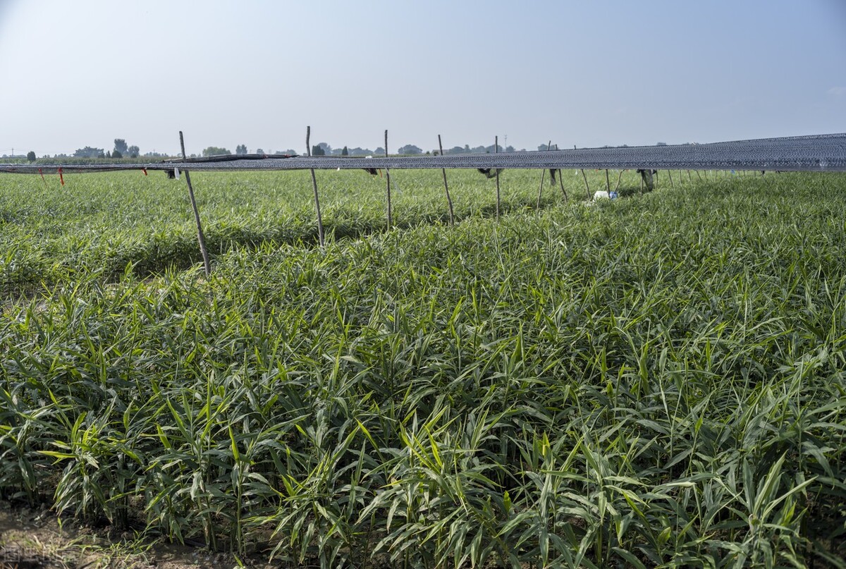 种植过什么的地不能种姜,什么田适合种植姜