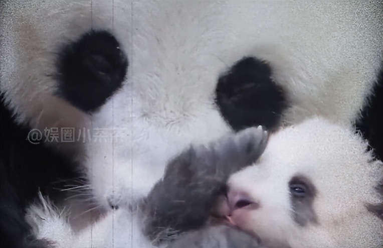 熊猫母女分开几年再次相见,熊猫母子分开后再次相见