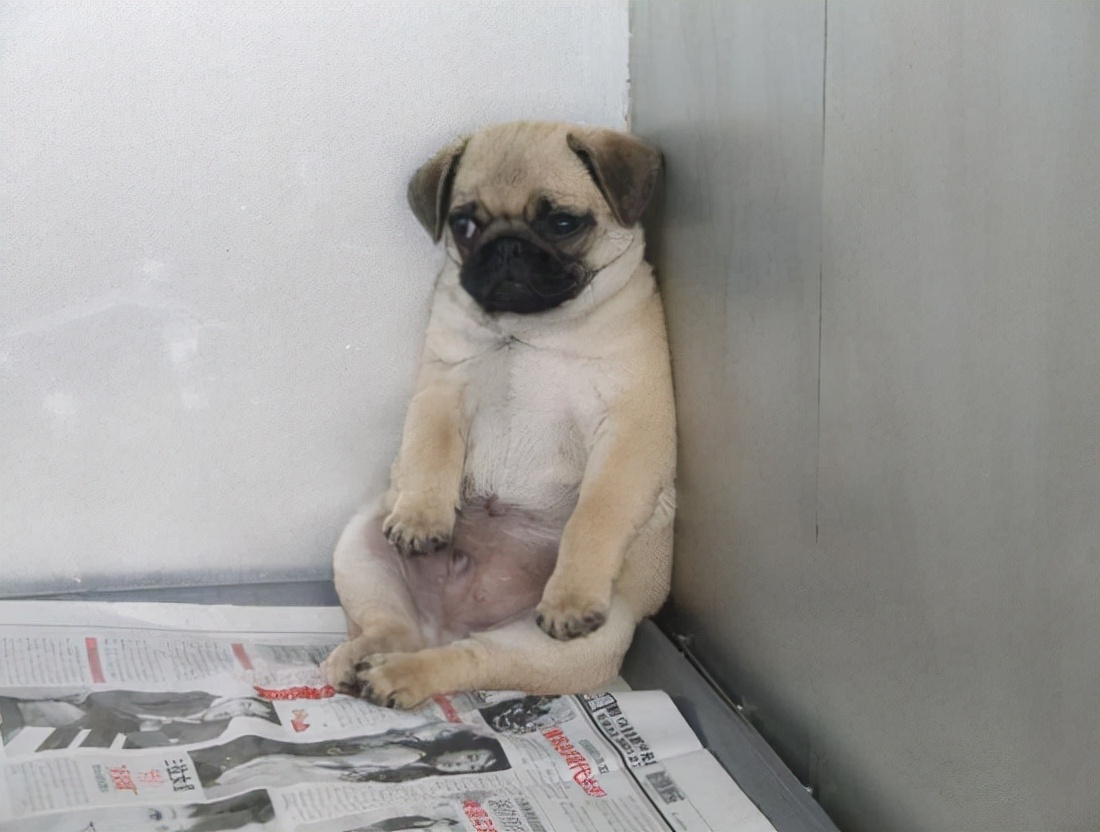 巴哥狗生病的各种症状,巴哥便秘怎么办