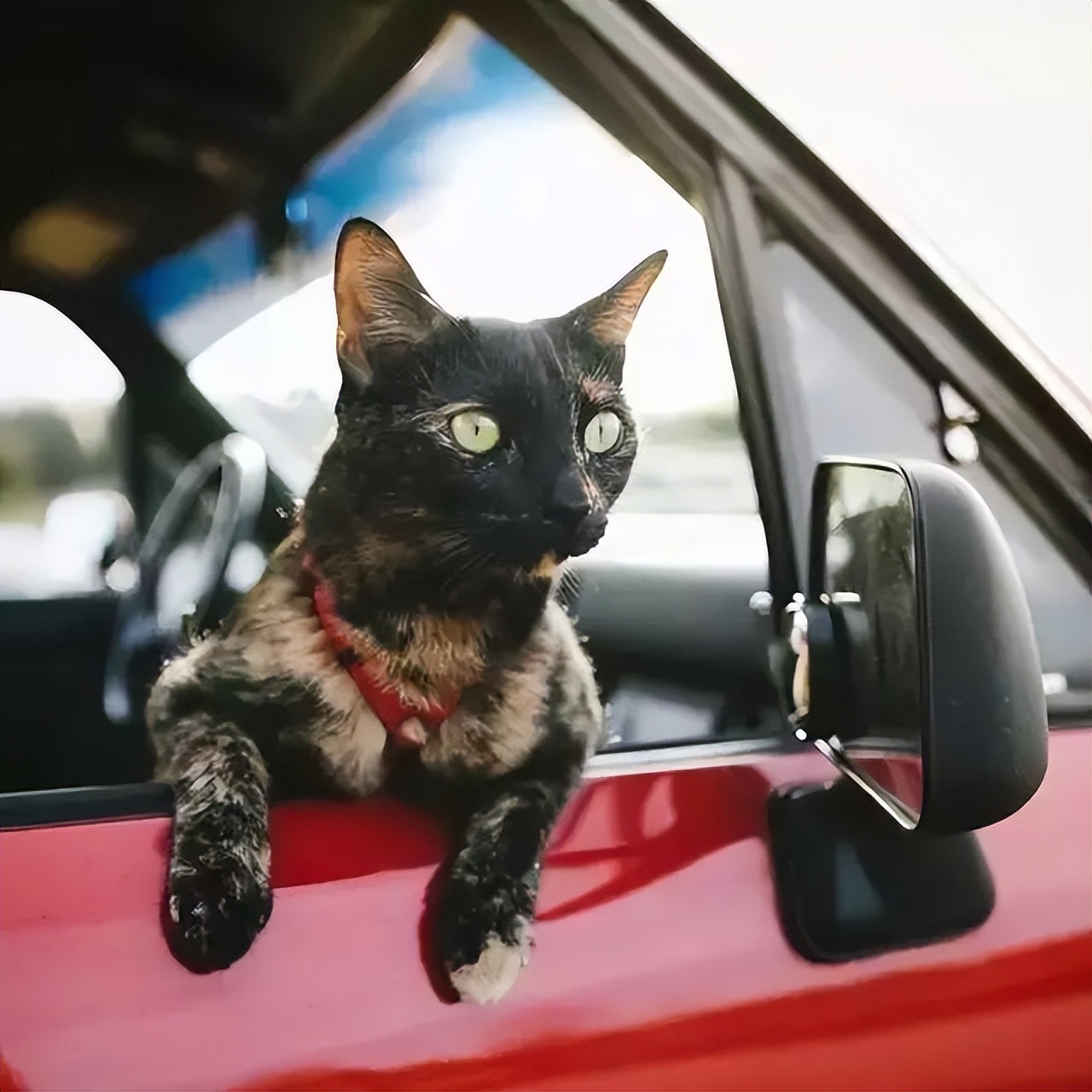 玳瑁猫优点和缺点,玳瑁猫为什么总被遗弃