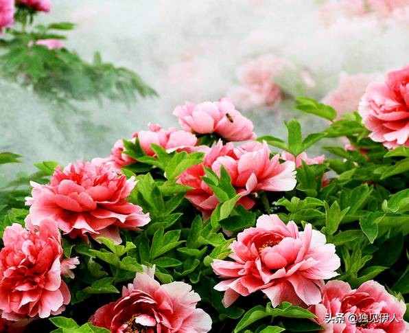 散与群芳自在春：许你一场诗词里的春暖花开，每一朵都惊艳了春天