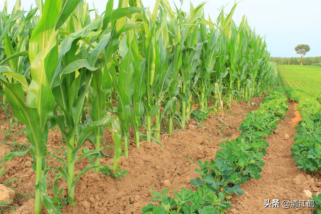 豆类除草剂哪种最好使,豆类除草剂哪种最好最安全