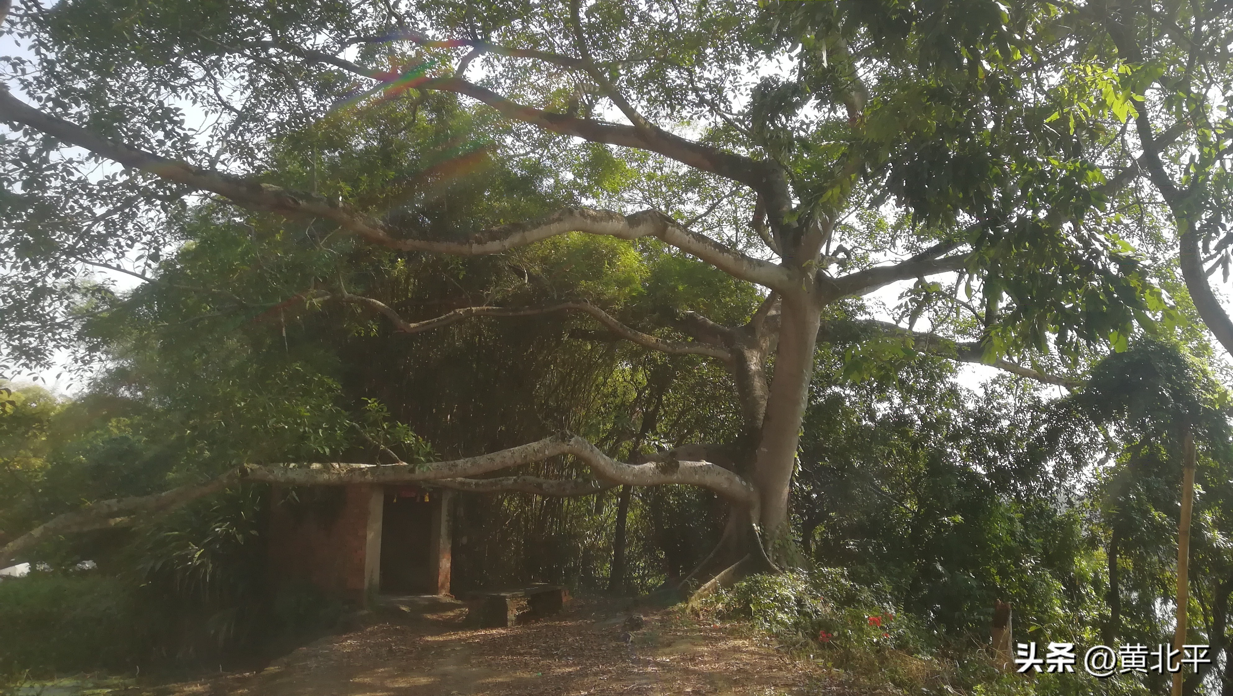 南宁隆安县那桐镇旅游景点,广西隆安那桐镇旅游村