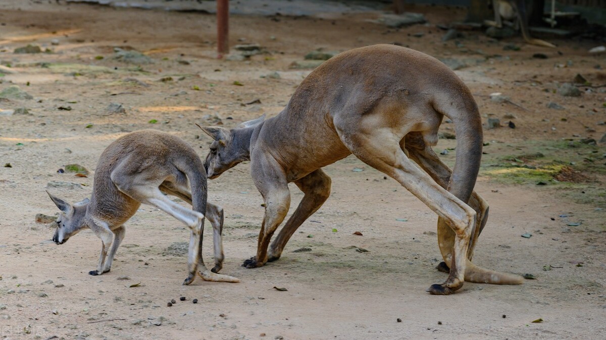你还知道哪些动物的尾巴的作用,动物的尾巴都有什么作用你知道吗
