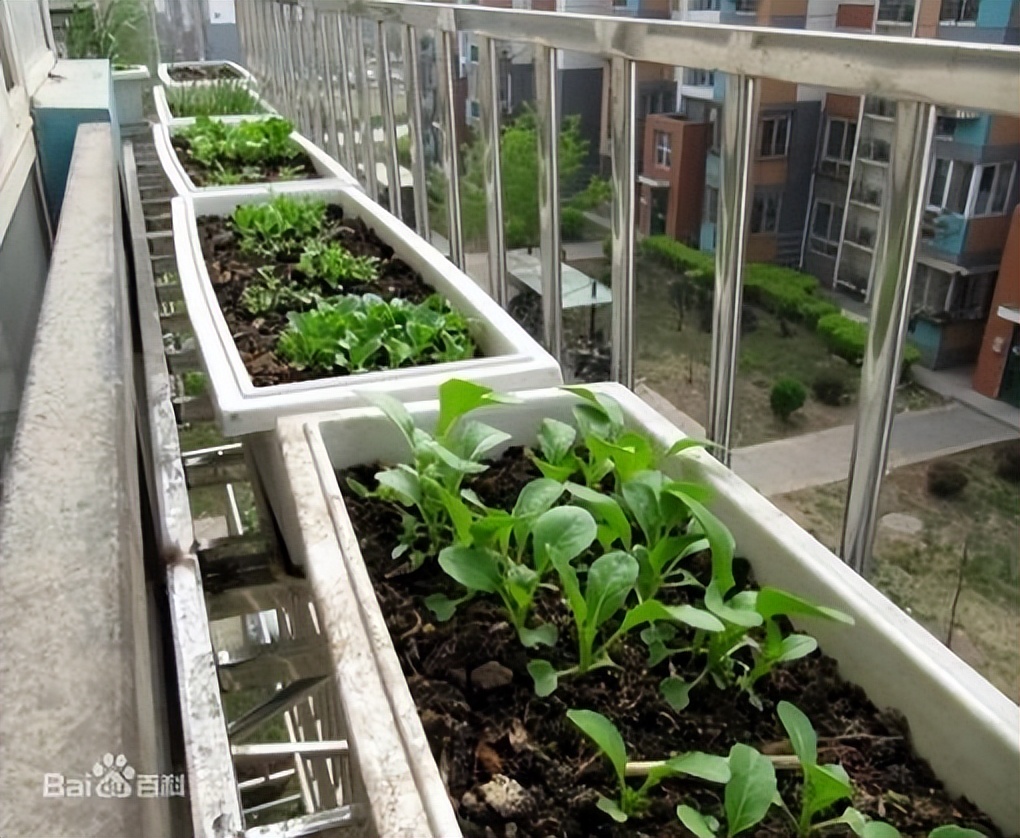 种菜推荐买哪个营养土好,种菜用什么牌子的营养土最好