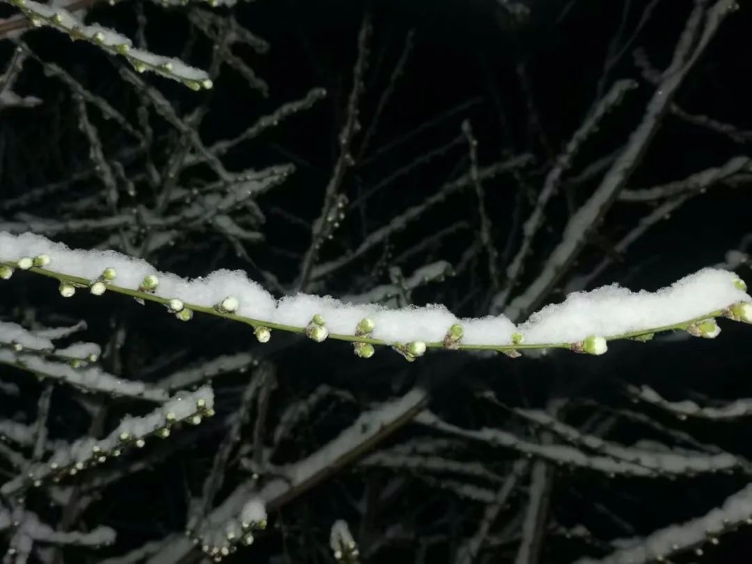 春雪初霁,春雪初霁杏花正芳月上夜吟