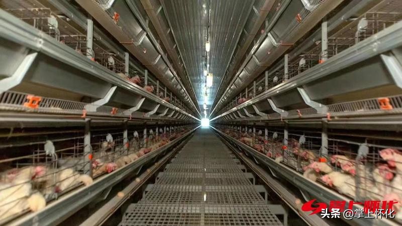 畜牧产业再提升乡村振兴再提速,畜牧业乡村振兴工作