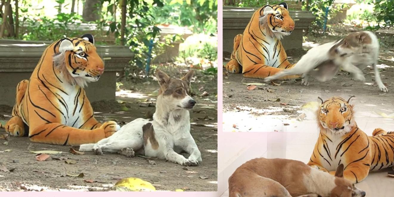 男子把狗吓尿,男子遇到怪物被吓尿