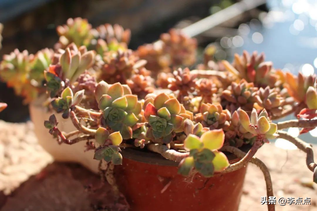 云南旅游疫情最新政策,云南旅游团疫情最新消息