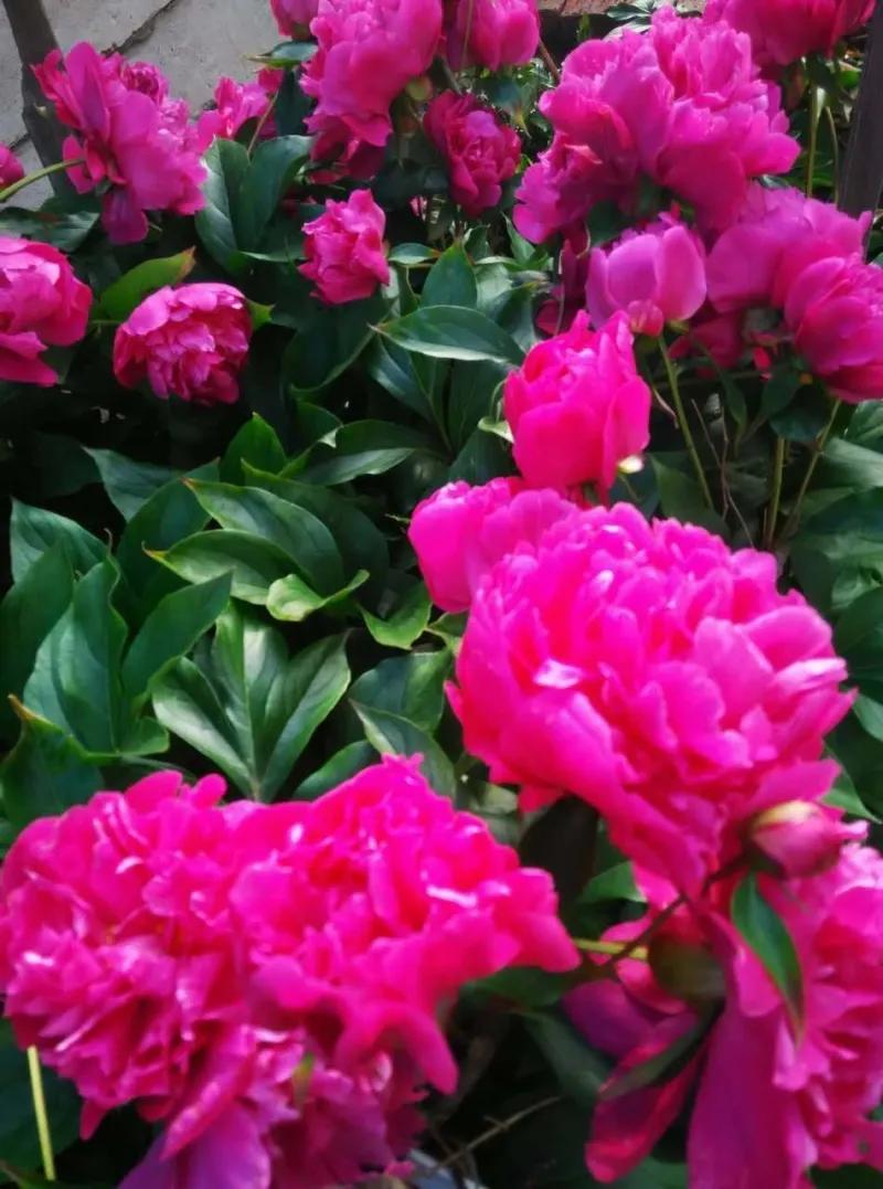 一花一世界一念一佳人的图片,一花一世界一叶一春秋图片