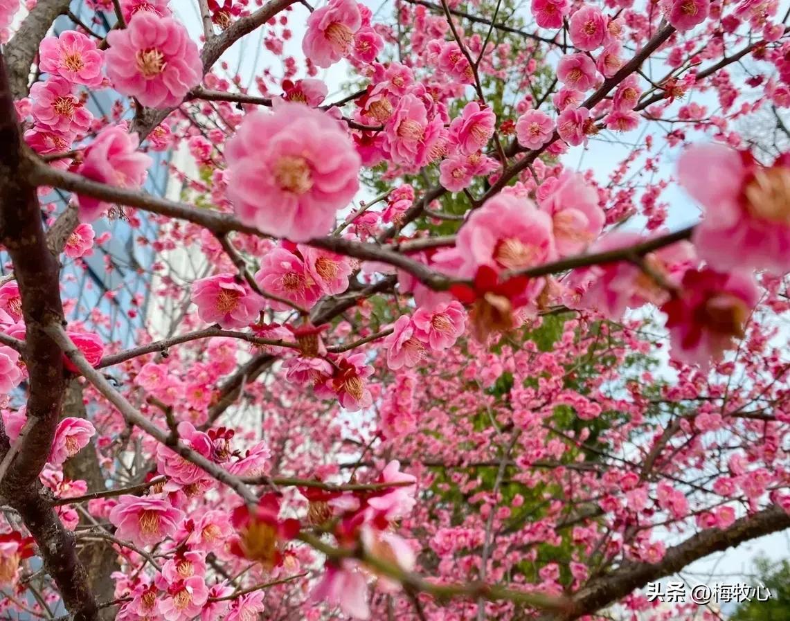 五言律诗咏梅五首,咏梅的最佳诗词七律