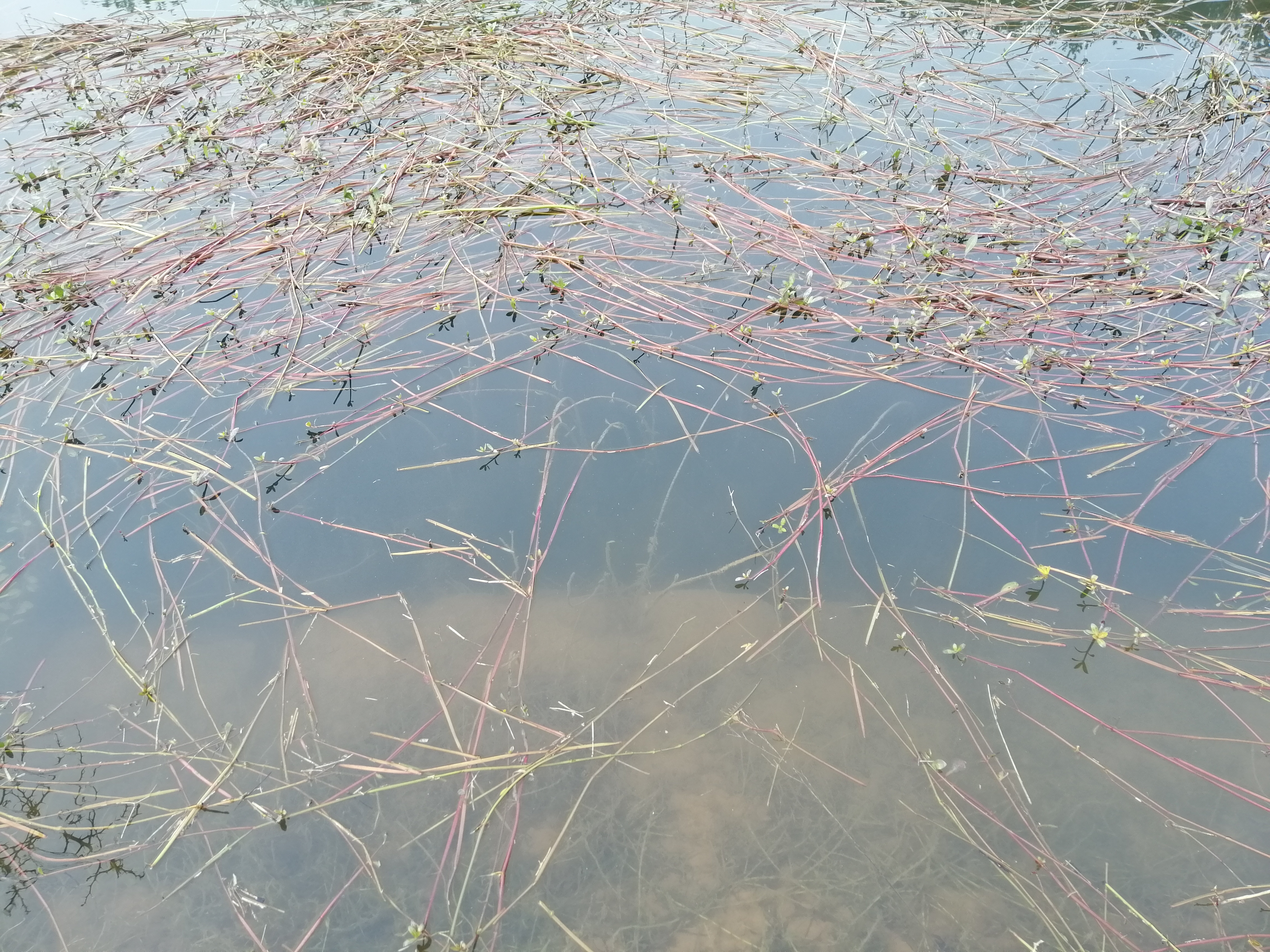 初春挑战攻略,初春挑战什么时候有