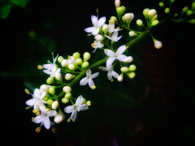小叶女贞盆景,小叶女贞