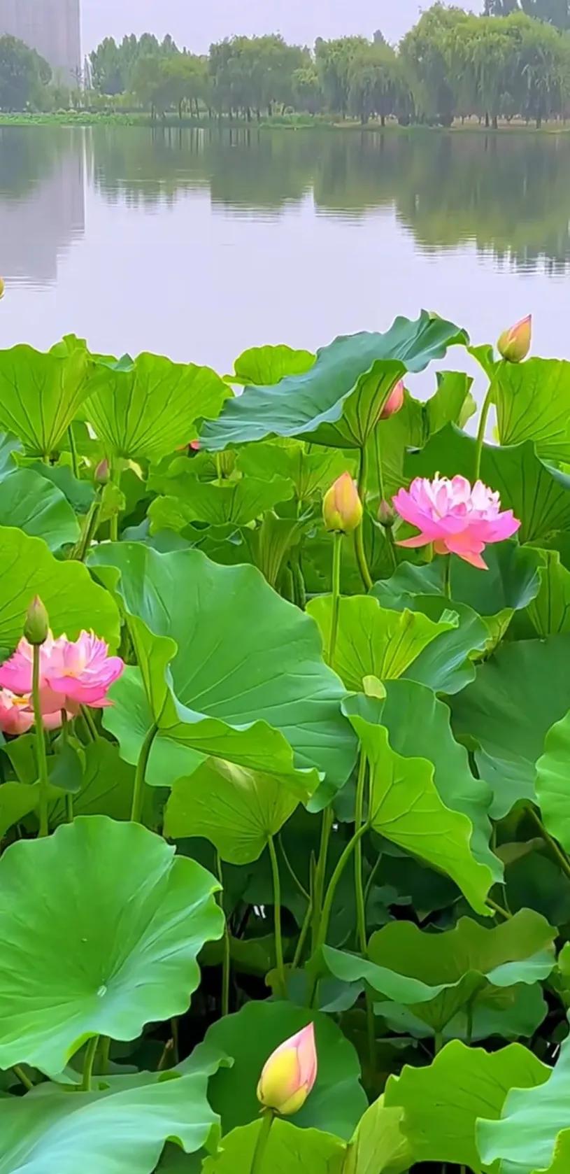 一朵含苞待放的荷花图片图文,一望无际的荷花荷叶图片