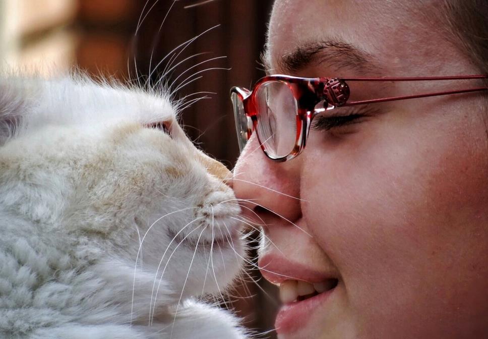 猫咪有这些行为证明你养猫,新手养猫解读猫咪8种迷惑行为