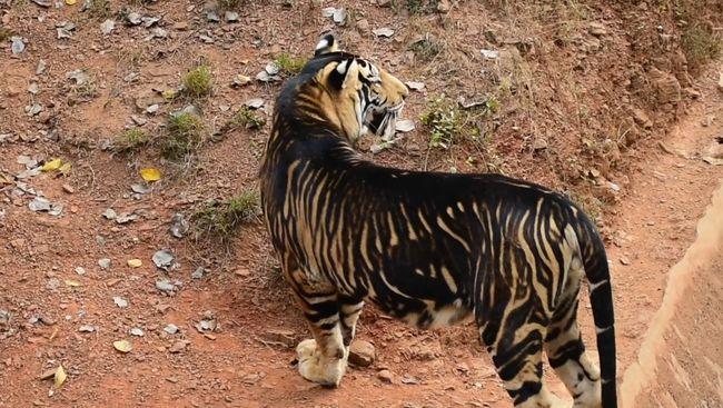 全球十大罕见黑色神兽,最昂贵的十大黑动物