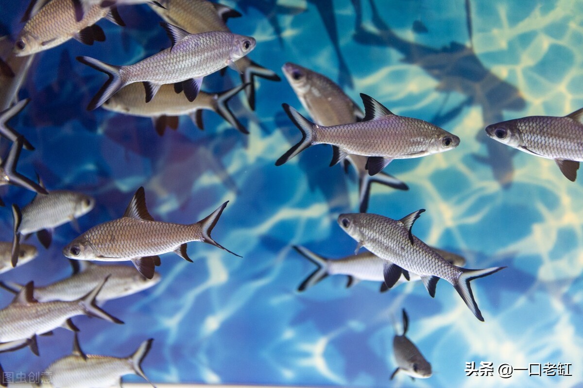 观赏鱼硝化细菌怎么选,硝化细菌正确使用方法观赏鱼