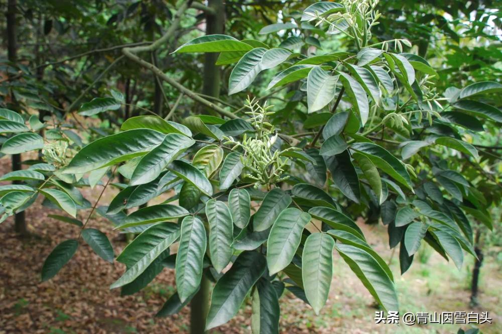 花榈木用途,精品花榈木