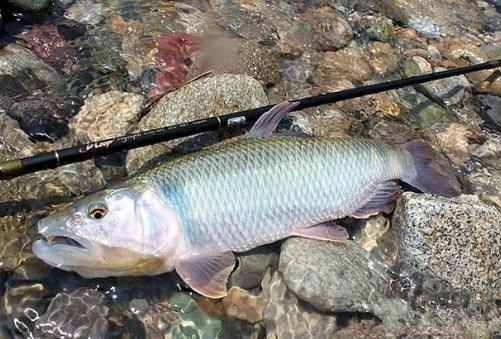 几种最常见的小杂鱼简介,常见的20种小杂鱼